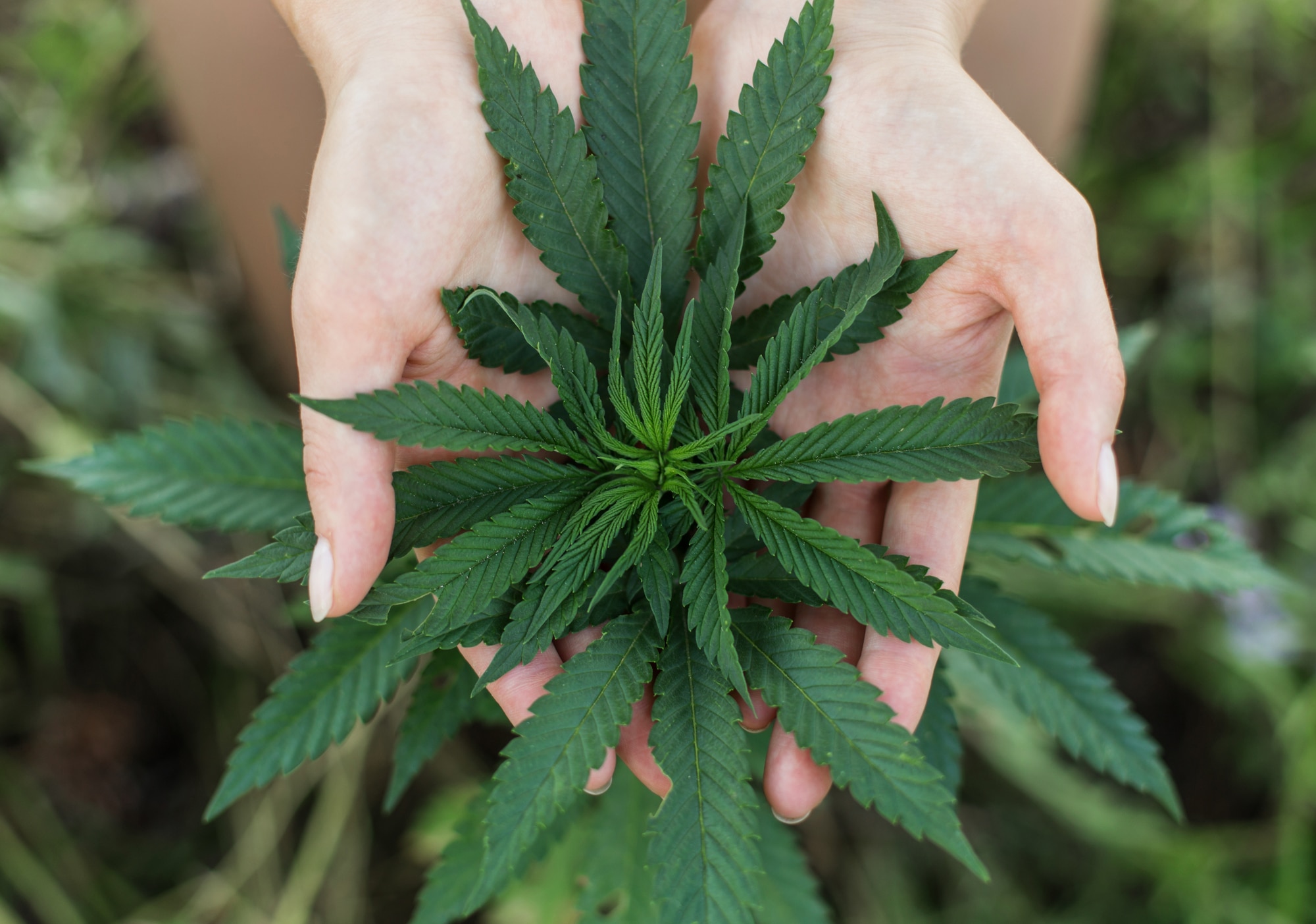 Using medical marijuana can have a negative effect on your workers' comp claim.